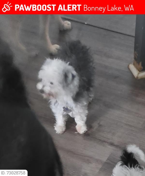 Lost Male Dog last seen Same location , Bonney Lake, WA 98391