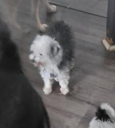 Lost Male Dog last seen Same location , Bonney Lake, WA 98391