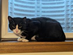 Found/Stray Male Cat last seen Marquette St & Locust St, Appleton, WI 54914