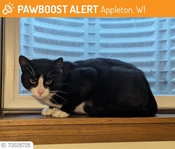 Found/Stray Male Cat last seen Marquette St & Locust St, Appleton, WI 54914