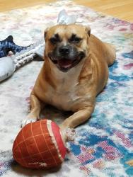 Lost Female Dog last seen Impala, College, Judd, , Lacey, WA 98503