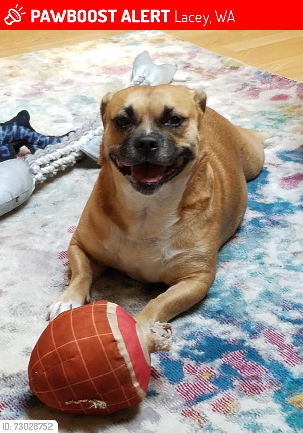 Lost Female Dog last seen Impala, College, Judd, , Lacey, WA 98503