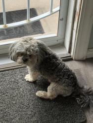 Found/Stray Female Dog last seen 157th Ellis, Dolton, IL 60419