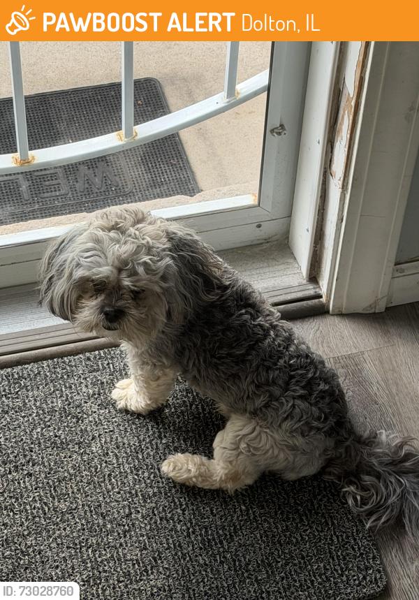 Found/Stray Female Dog last seen 157th Ellis, Dolton, IL 60419