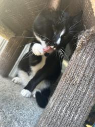 Reunited Male Cat last seen Slater Aver, Kirkland, WA 98033