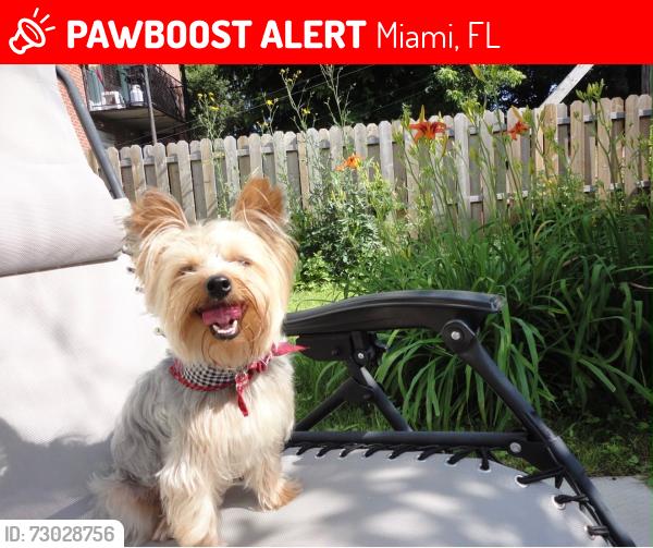 Lost Male Dog last seen Near sw near 21st street, near coral way (24 st), Miami, FL 33155