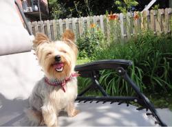 Lost Male Dog last seen Near sw near 21st street, near coral way (24 st), Miami, FL 33155