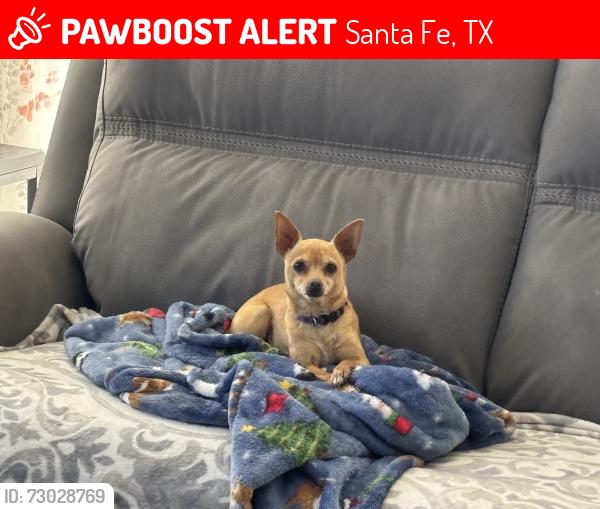Lost Female Dog last seen 11th St and Ave I, Santa Fe, TX 77510