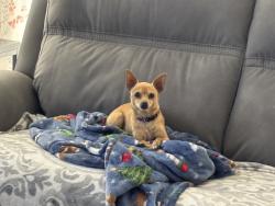 Lost Female Dog last seen 11th St and Ave I, Santa Fe, TX 77510