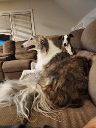 Reunited Male Dog last seen Brantley Oaks Neighborhood , Charlotte, NC 28215