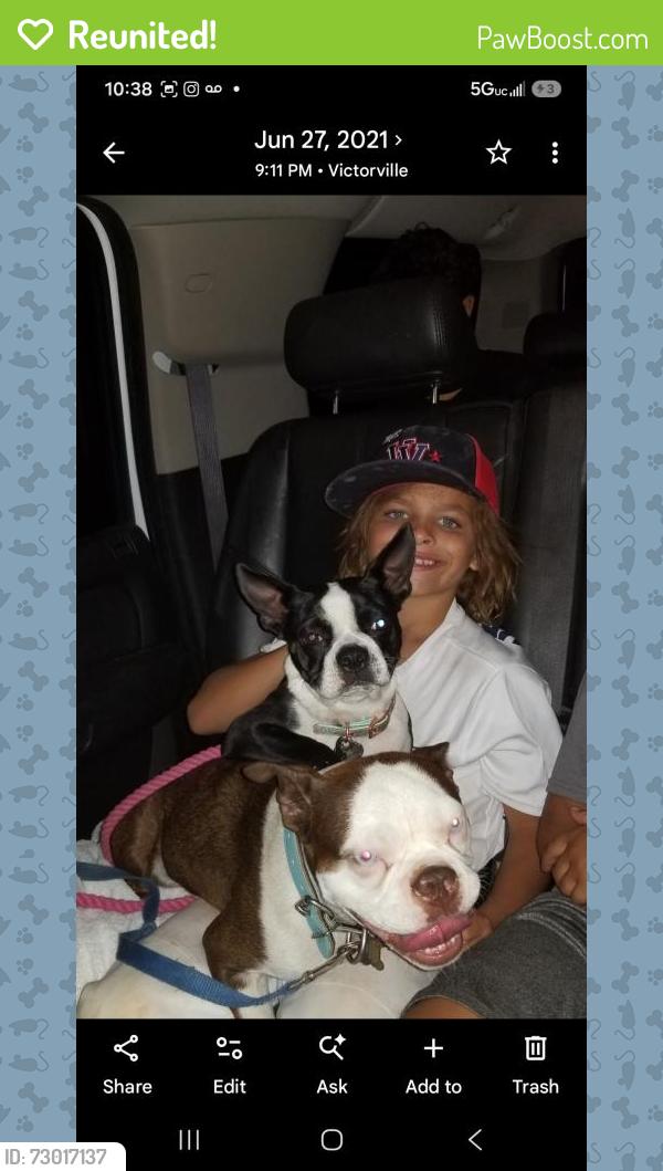 Reunited Female Dog last seen La mesa in el evado , Victorville, CA 92392