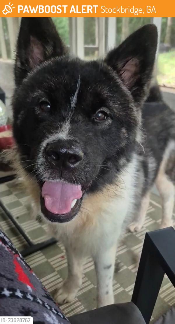 Found/Stray Male Dog last seen Mt. Olive Road, Stockbridge, GA 30281