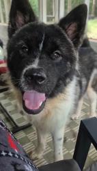 Found/Stray Male Dog last seen Mt. Olive Road, Stockbridge, GA 30281