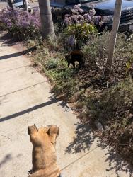 Shelter Stray Male Dog last seen W Point Loma Boulevard, San Diego, CA, 92107, 5500 Gaines St, San Diego, CA 92110, USA