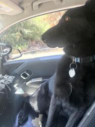 Reunited Male Dog last seen Arciero Dr., Whittier, CA 90601