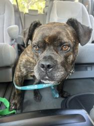 Shelter Stray Male Dog last seen Near Shari Way, El Cajon, CA, 92019, Escondido, CA 92027, USA