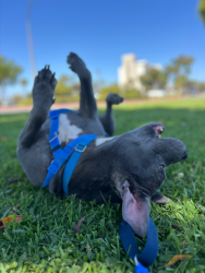 Shelter Stray Female Dog last seen Near Calla Avenue, Imperial Beach, CA, 91932, 5500 Gaines St, San Diego, CA 92110, USA
