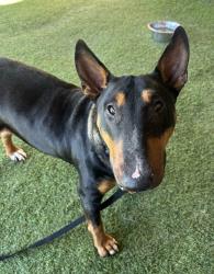 Shelter Stray Female Dog last seen Near Calle Montecito, Oceanside, CA, 92057, Oceanside, CA 92058, USA