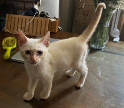 Shelter Stray Male Cat last seen Near Jamacha Boulevard, Spring Valley, CA, 91977, El Cajon, CA 92020, USA