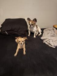 Reunited Female Dog last seen Near acacia ave, Victorville, CA 92392
