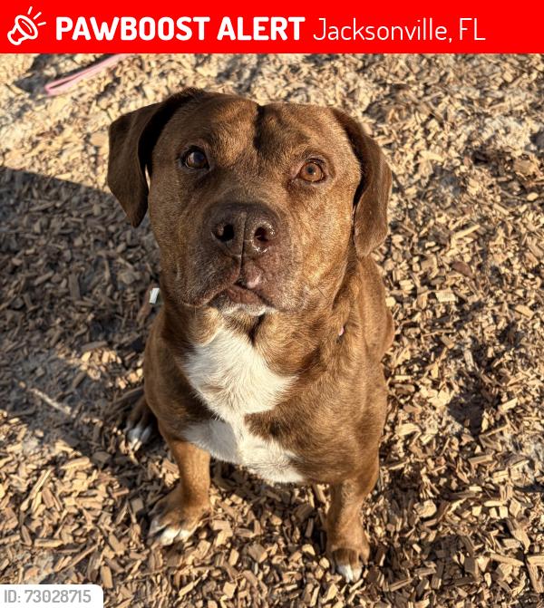 Lost Male Dog last seen Commonwealth or Edgewood , Jacksonville, FL 32254