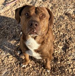 Lost Male Dog last seen Commonwealth or Edgewood , Jacksonville, FL 32254
