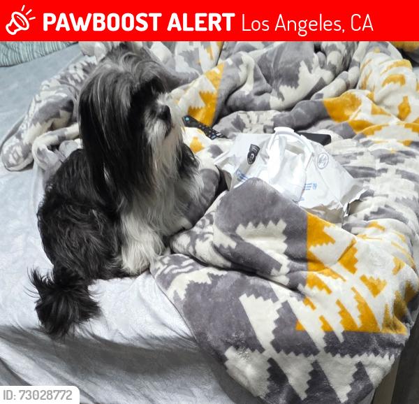 Lost Female Dog last seen Olympic Blvd Los Angeles Ca 90023, Los Angeles, CA 90023