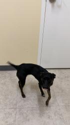 Reunited Female Dog last seen andes drive fairfax va, Fairfax, VA 22030