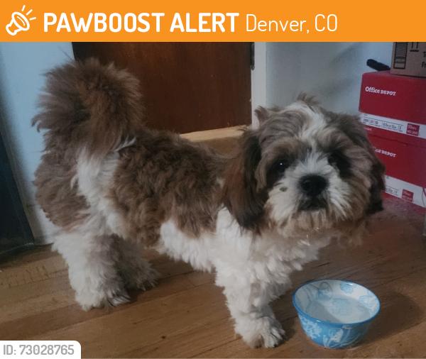 Found/Stray Male Dog last seen S. Quitman St. & Missippi, Denver, CO 80219