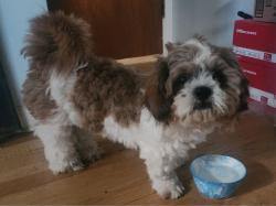 Found/Stray Male Dog last seen S. Quitman St. & Missippi, Denver, CO 80219