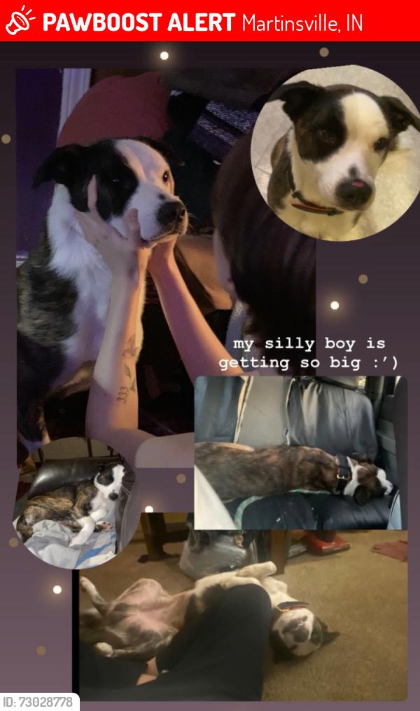 Lost Male Dog last seen I69, Godsey Road, Martinsville, IN 46151