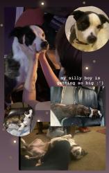 Lost Male Dog last seen I69, Godsey Road, Martinsville, IN 46151