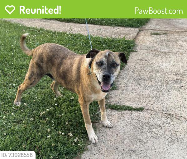 Reunited Male Dog last seen Cornerstone church , Maiden, NC 28650