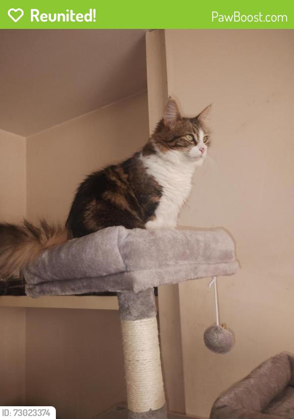 Reunited Female Cat last seen King Street , Warwickshire, England CV12 8JJ
