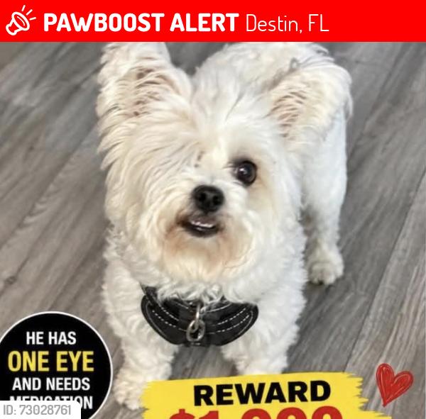 Lost Male Dog last seen Calhoun Ave and Kelly street, Destin, FL 32541
