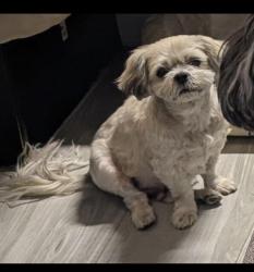Lost Male Dog last seen Near motel 6 775 N Mathilda Ave, Sunnyvale , Sunnyvale, CA 94085