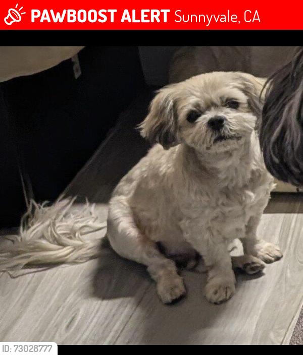 Lost Male Dog last seen Near motel 6 775 N Mathilda Ave, Sunnyvale , Sunnyvale, CA 94085