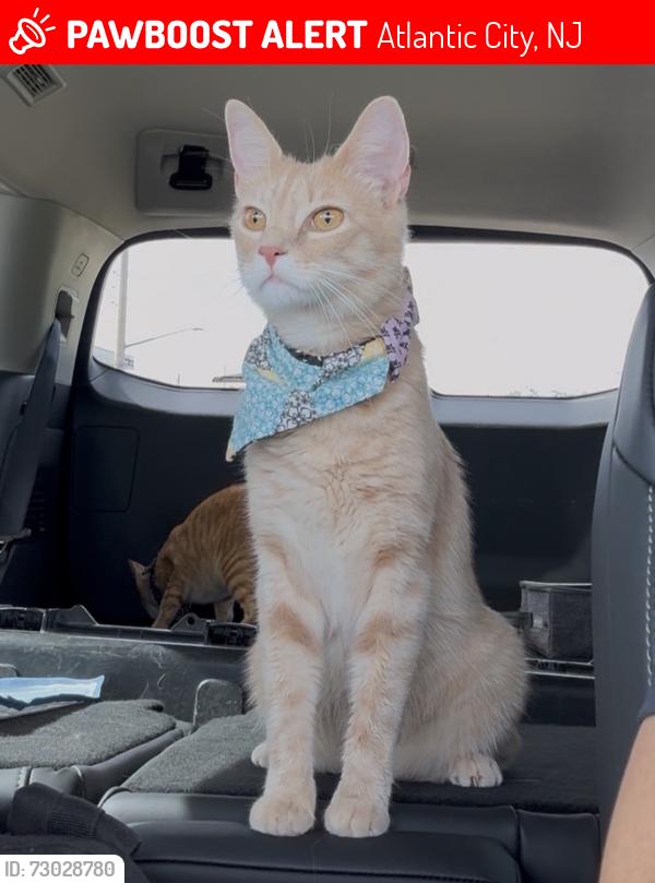 Lost Female Cat last seen Parking lot of the Waterpark at the Showboat , Atlantic City, NJ 08401
