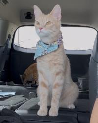 Lost Female Cat last seen Parking lot of the Waterpark at the Showboat , Atlantic City, NJ 08401