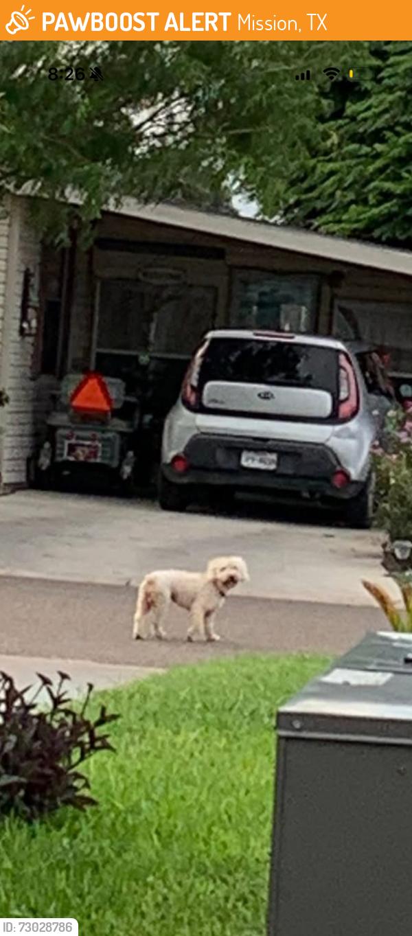 Found/Stray Male Dog last seen 101-199 Chuck Wagon Dr, Mission TX, Mission, TX 78574