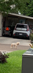 Found/Stray Male Dog last seen 101-199 Chuck Wagon Dr, Mission TX, Mission, TX 78574