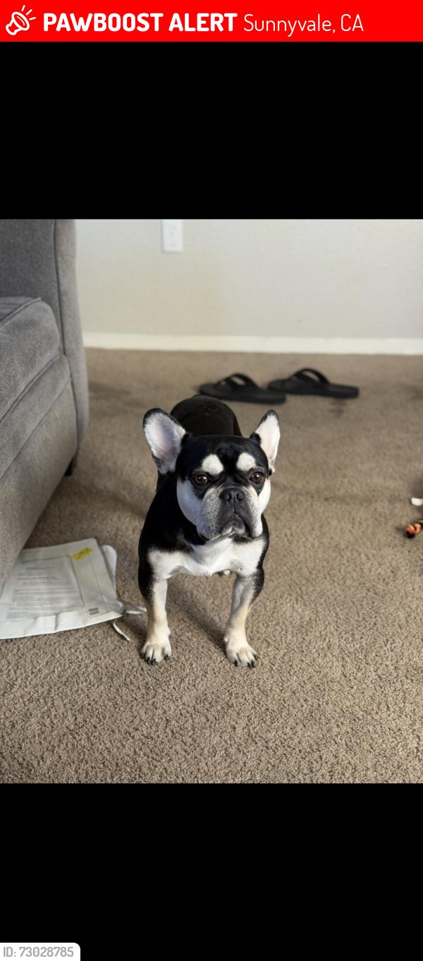 Lost Male Dog last seen Sunnyvale CA, Sunnyvale, CA 94085