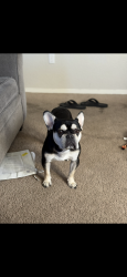Lost Male Dog last seen Sunnyvale CA, Sunnyvale, CA 94085