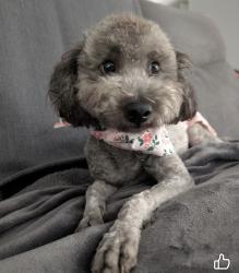 Reunited Female Dog last seen Third Ave and Carole Ave, near Lake Park, Indian Trail, NC 28079