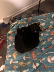 Lost Male Cat last seen Beverly Blvd, Montebello, CA 90640