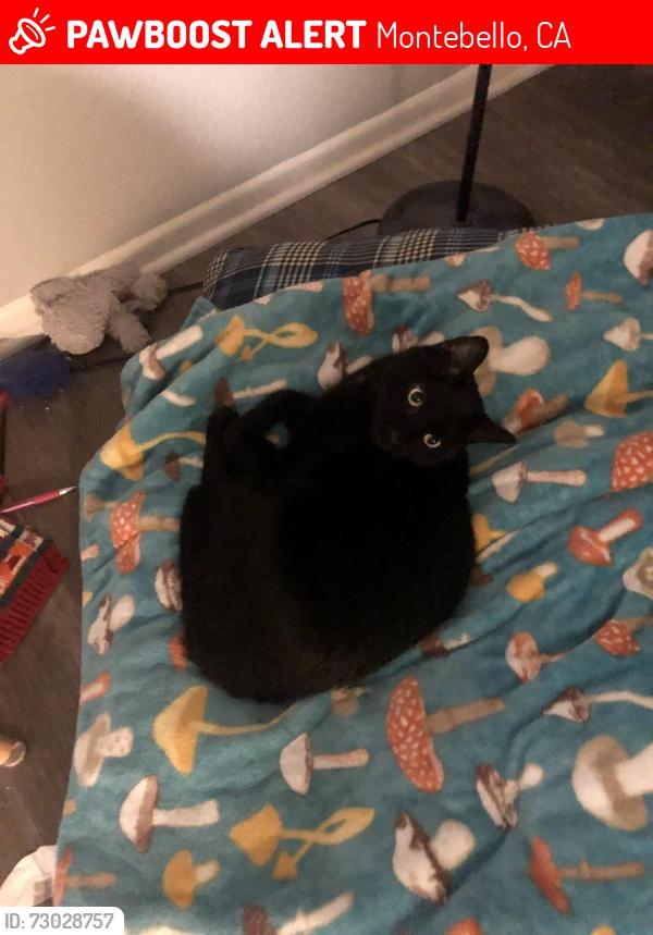 Lost Male Cat last seen Beverly Blvd, Montebello, CA 90640