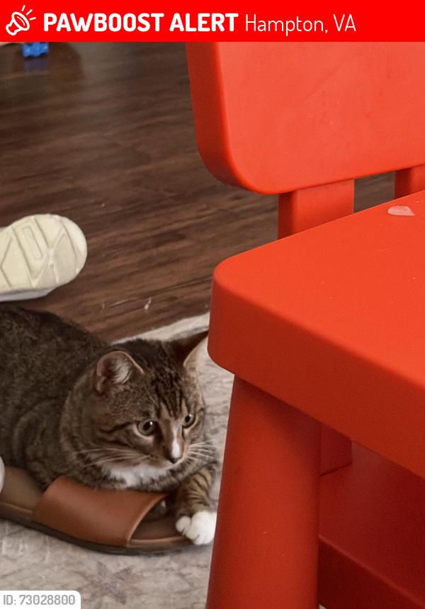 Lost Male Cat last seen Aero circle, Hampton, VA 23666