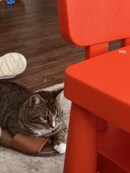 Lost Male Cat last seen Aero circle, Hampton, VA 23666