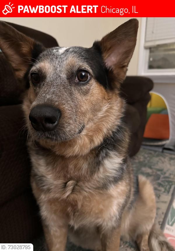Lost Male Dog last seen 63rd&Pulaski, Chicago, IL 60629