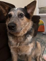 Lost Male Dog last seen 63rd&Pulaski, Chicago, IL 60629